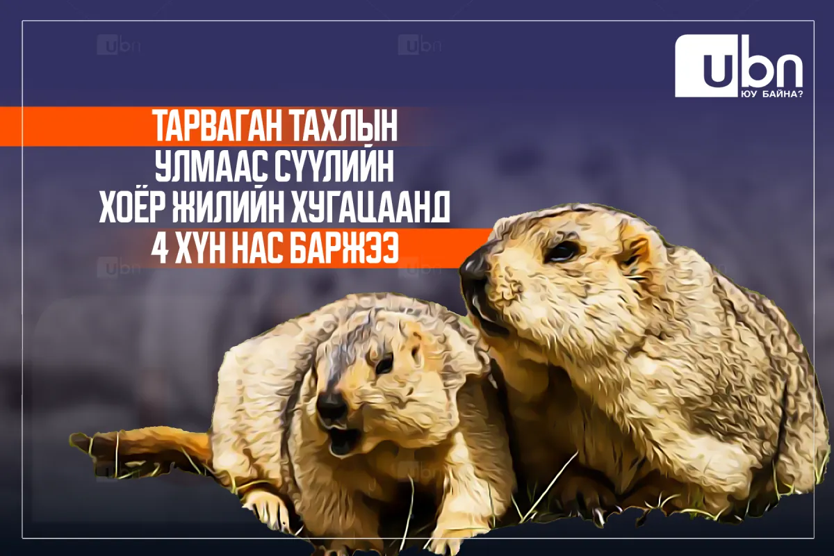 ИНФОГРАФИК: Тарваган тахлын улмаас сүүлийн хоёр жилийн хугацаанд ДӨРВӨН хүн нас баржээ