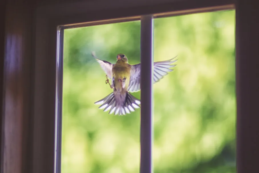 legacy:resources/images/photo_content/goldfinch-window-622x415-2020-07-25-100018-492350220.jpeg