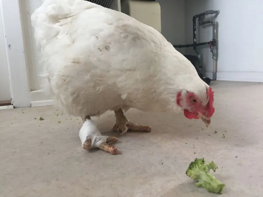 legacy:upload/images/ni/2020/06/12/Chicken-escapes-from-a-factory-farm-and-finds-love-and-happiness-at-her-new-home-5eddf6b212555__880-174405-2045640748.jpeg