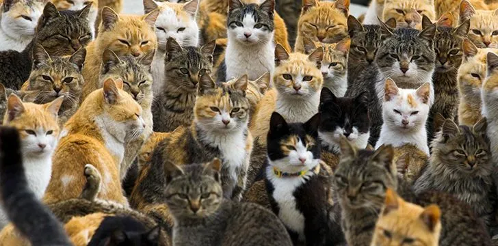 legacy:upload/images/ni/2020/07/28/aoshima-cats-152326-1744379694.jpeg
