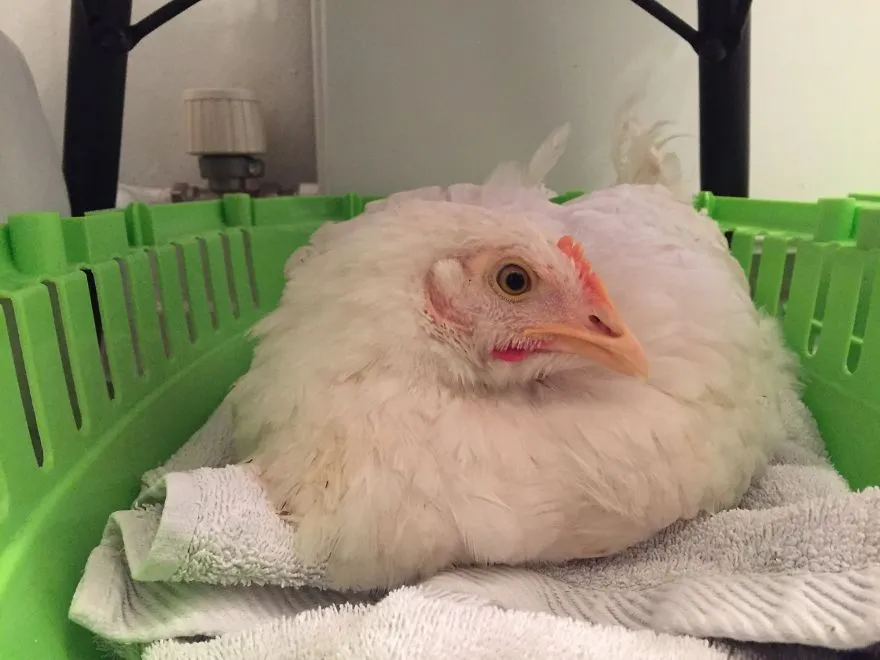 legacy:upload/images/ni/2020/06/12/Chicken-escapes-from-a-factory-farm-and-finds-love-and-happiness-at-her-new-home-5eddf4ddee2c7__880-173938-1190380760.jpeg