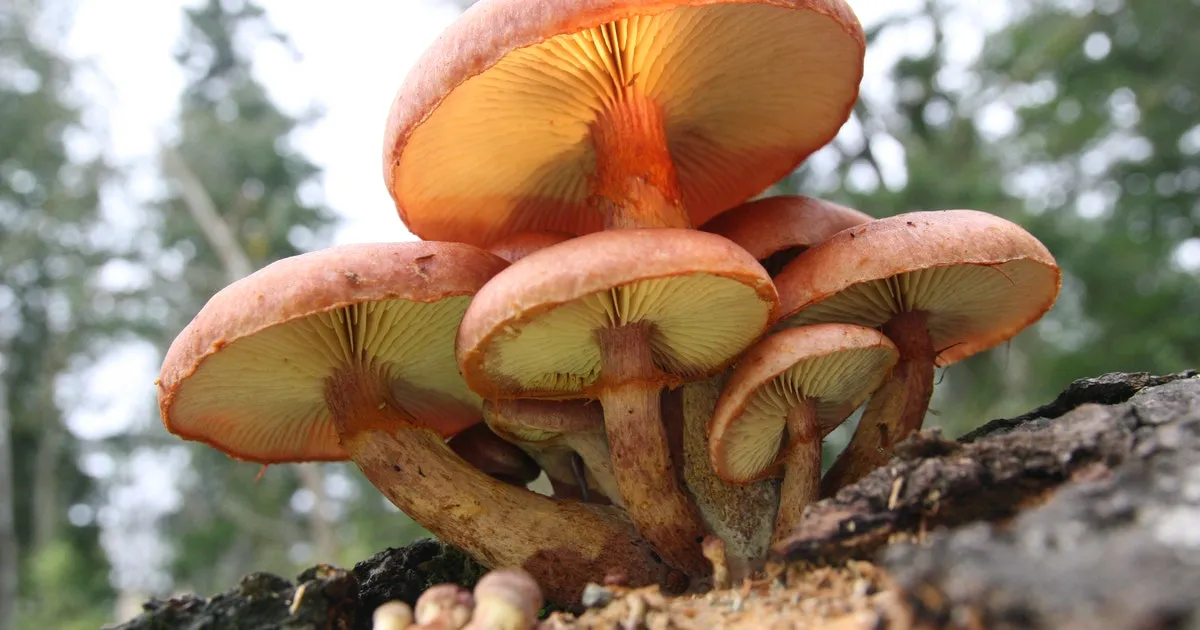 legacy:upload/images/ni/2020/11/04/Gymnopilus luteofolius -154151-1533749697.jpeg