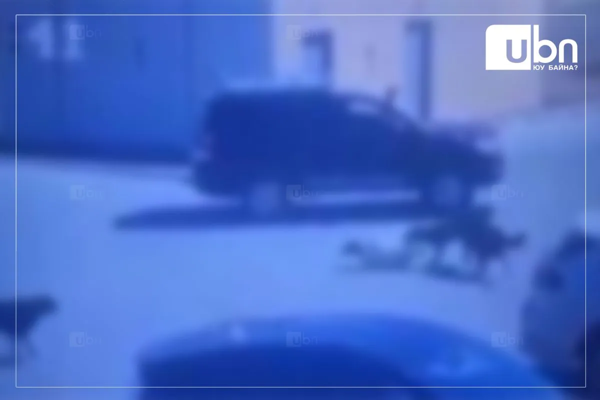 5-6 нохойнд хазуулсан эмэгтэйд тусламж үзүүлээгүй иргэн болон нохдын эздийг 100,000 төгрөгөөр торгожээ
