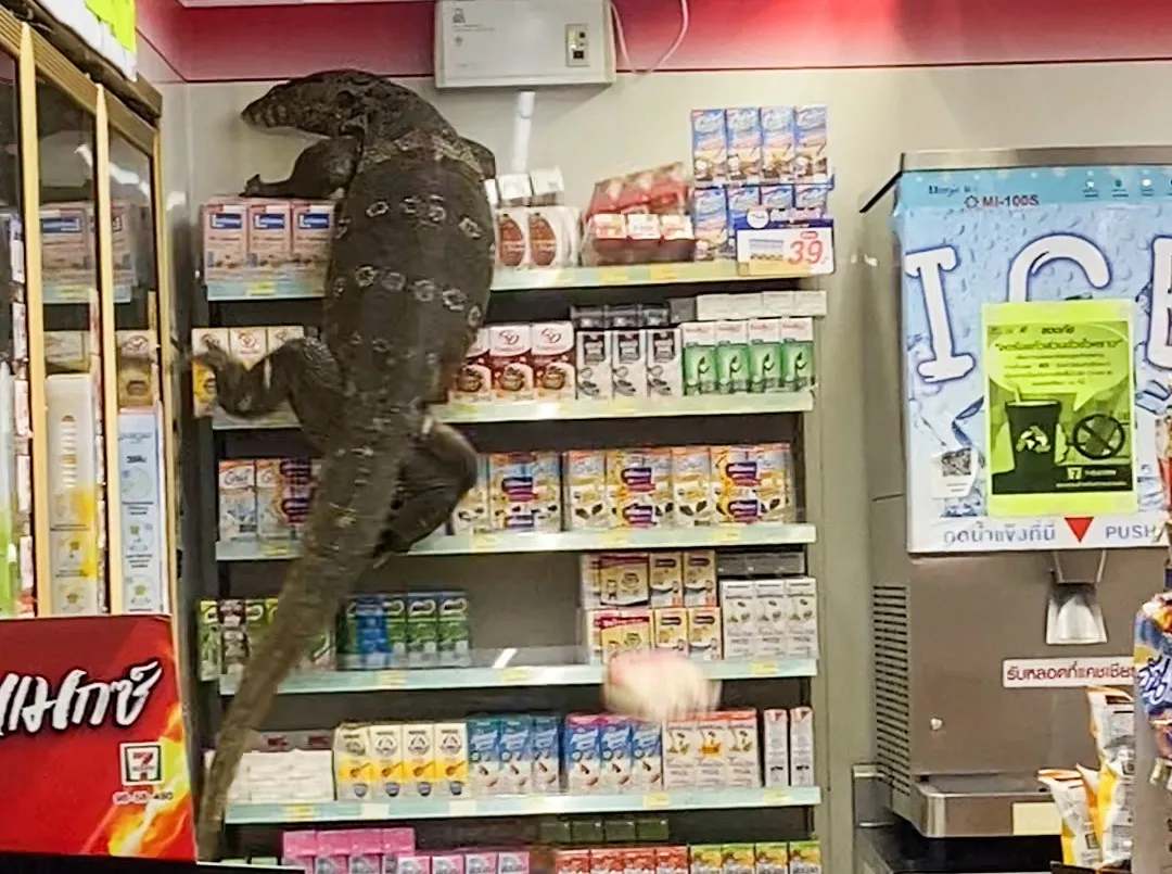 Тайландын "7-Eleven" дэлгүүрт аварга гүрвэл нэвтэрчээ