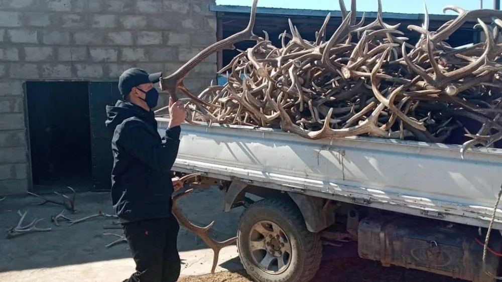 Бугын 277 ширхэг эвэр хадгалж байсан этгээдүүдийг илрүүлэв