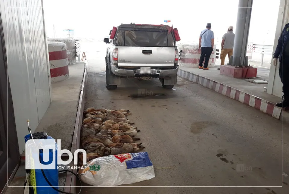 Эмээлтийн шалган нэвтрүүлэх товчоогоор 24 ширхэг тарвага оруулахыг завджээ