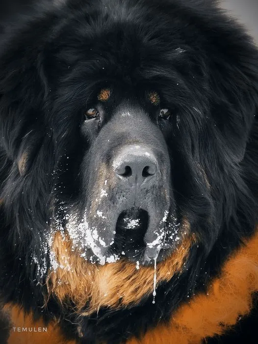 legacy:Амараа зураг/dog 3.jpg