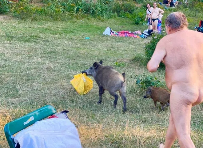 legacy:upload/images/ni/2020/08/10/nude-boar-run-inline-164134-633193607.jpeg