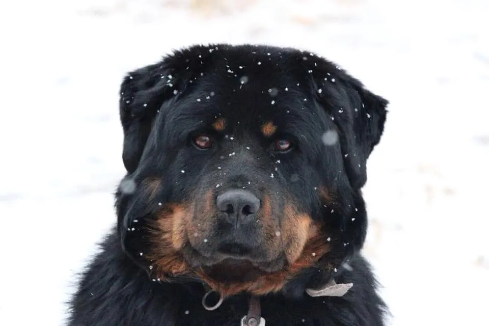 legacy:Амараа зураг/dog 1.jpg