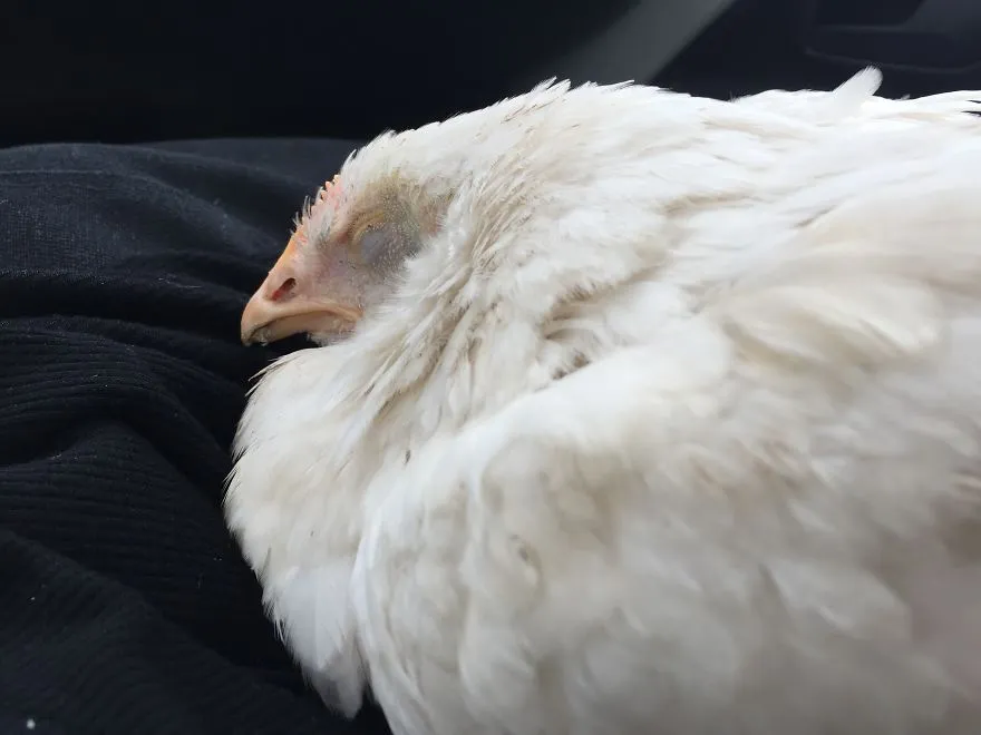 legacy:upload/images/ni/2020/06/12/Chicken-escapes-from-a-factory-farm-and-finds-love-and-happiness-at-her-new-home-5eddf533f3488__880-174120-2115742066.jpeg