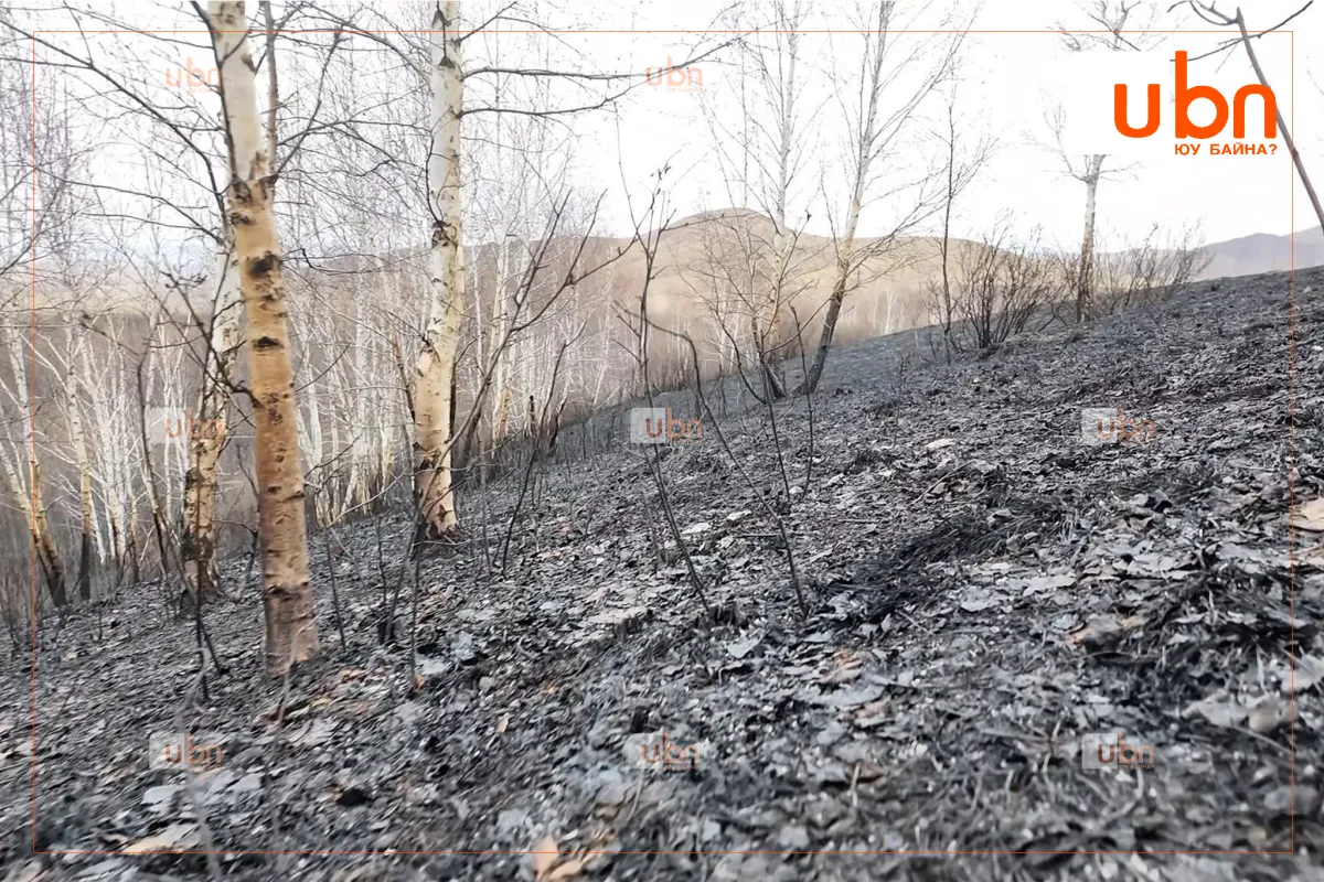 Сэлэнгэ аймгийн Зүүнбүрэн суманд гарсан түймэрт 11894 га газар өртжээ