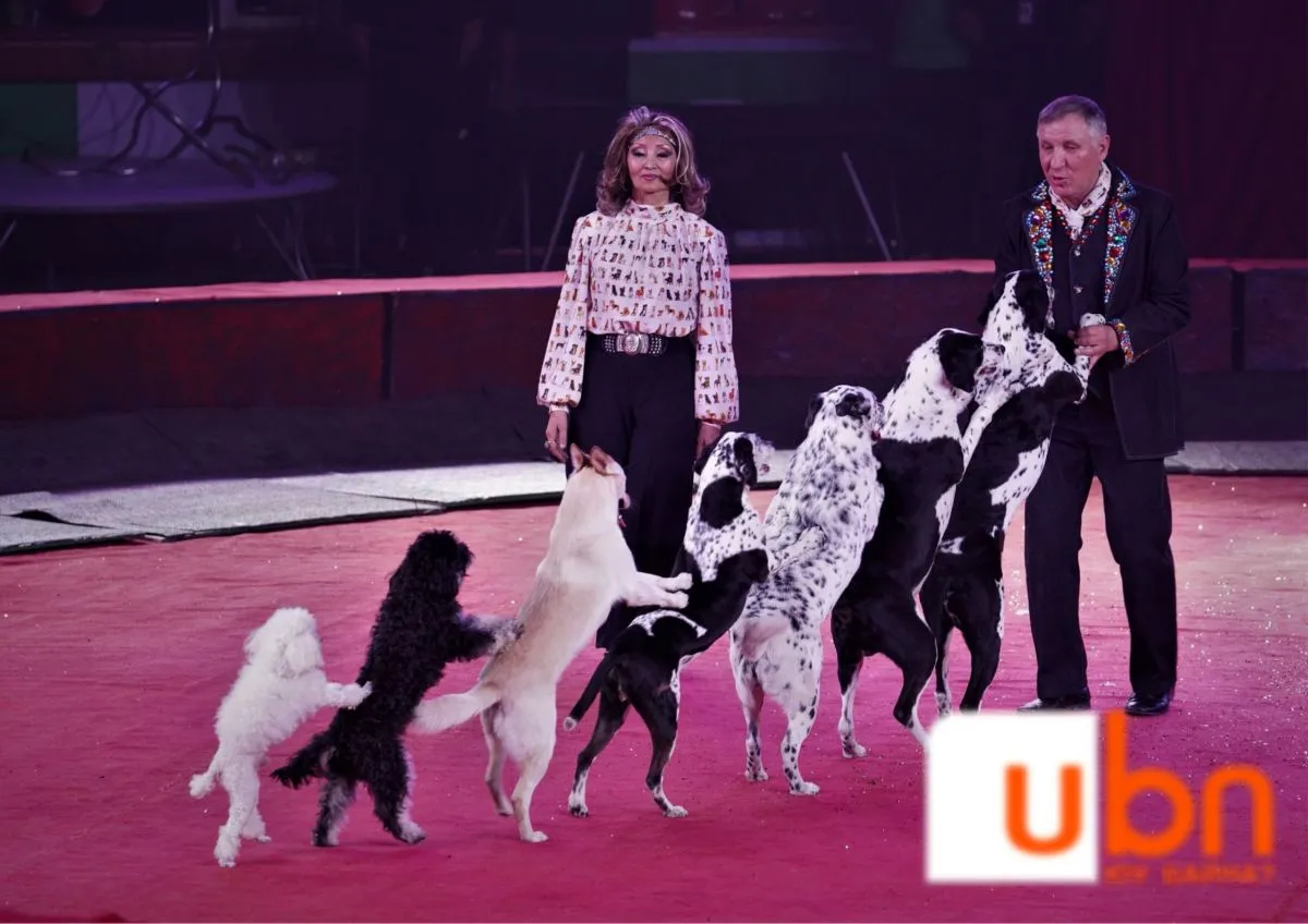 “Bravo Circus” олон улсын цирк танхим дүүрэн хүнтэй, тасалбар эрэлттэй байна