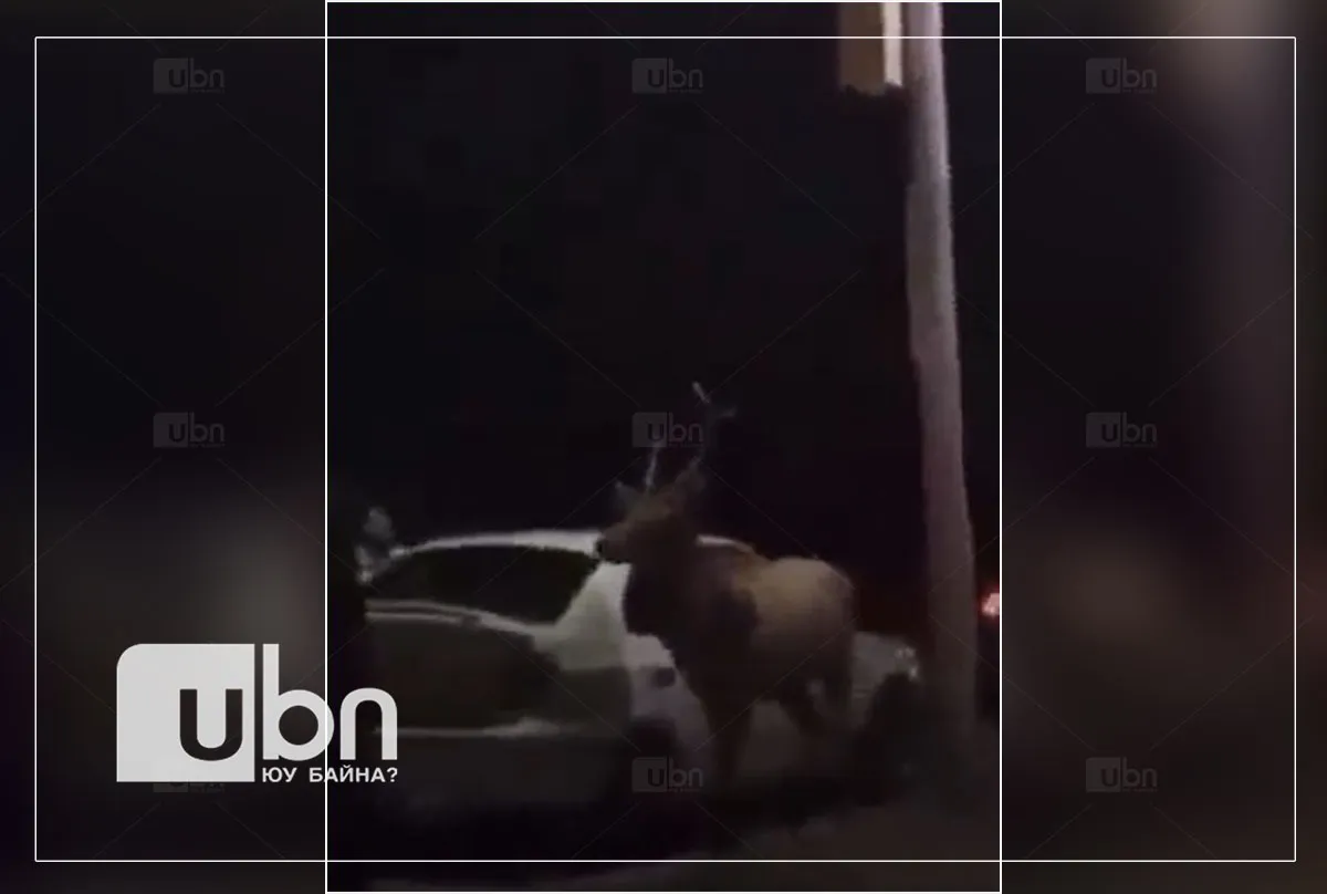 Г.Ганзоригт: Суурьшлын бүсэд буга орж ирж буй нь ороо нийллэгийн үе тохиож байгаатай холбоотой