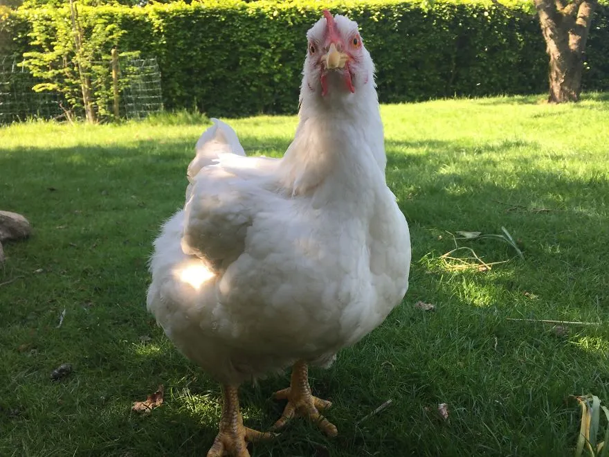 legacy:upload/images/ni/2020/06/12/Chicken-escapes-from-a-factory-farm-and-finds-love-and-happiness-at-her-new-home-5eddf6219e9a7__880-174323-2056914003.jpeg