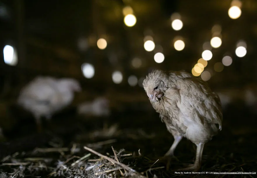 legacy:upload/images/ni/2020/06/12/Chicken-escapes-from-a-factory-farm-and-finds-love-and-happiness-at-her-new-home-5ede041c1f53d-png__880-174751-1966943393.jpeg