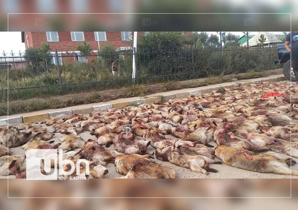 Хууль бусаар тээвэрлэж явсан 135 ширхэг тарвагыг илрүүлжээ