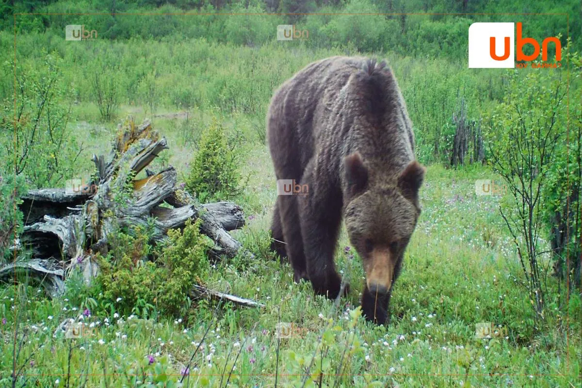 Сэлэнгэ аймгийн 10 суманд хүрэн баавгай 86 удаа үзэгдэж, 162 толгой мал барьж иджээ