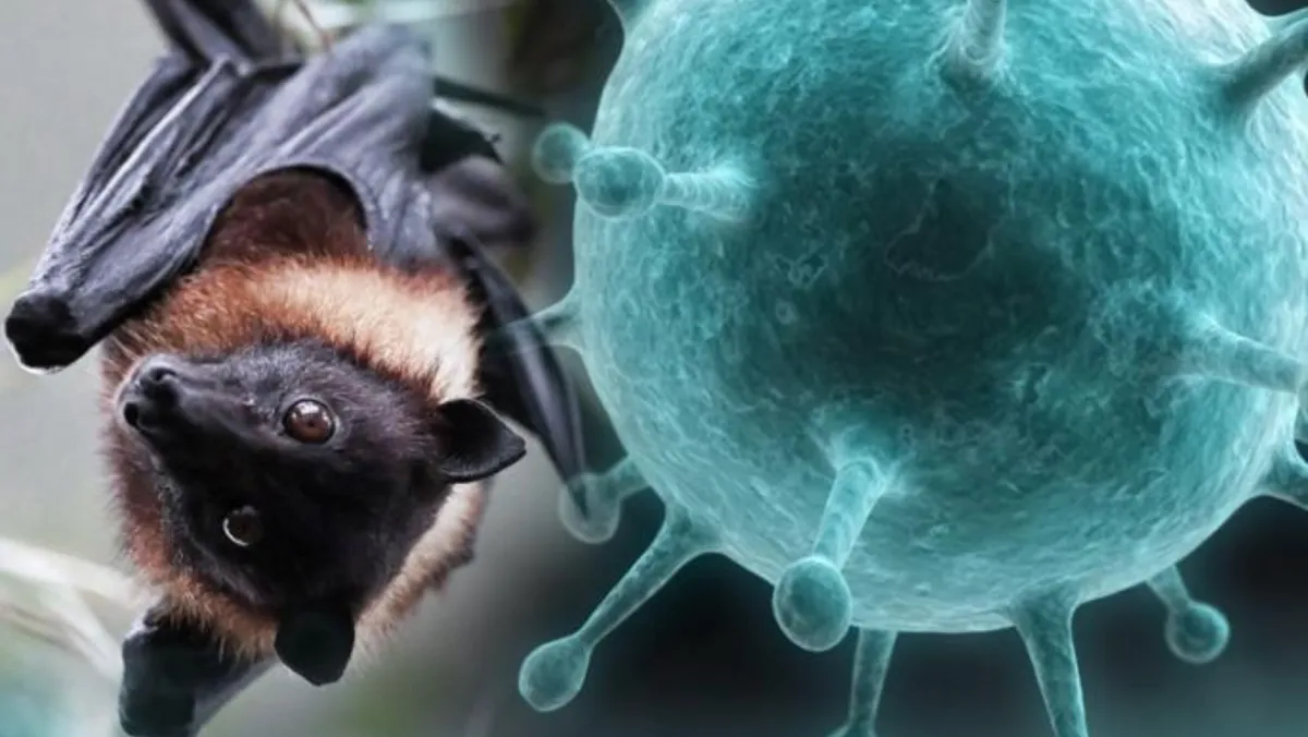 ХӨСҮТ: Одоогийн байдлаар Nipah вирусийн халдвар олон улсад хүнээс хүнд дамжин тархсан батлагдсан тохиолдол бүртгэгдээгүй байна