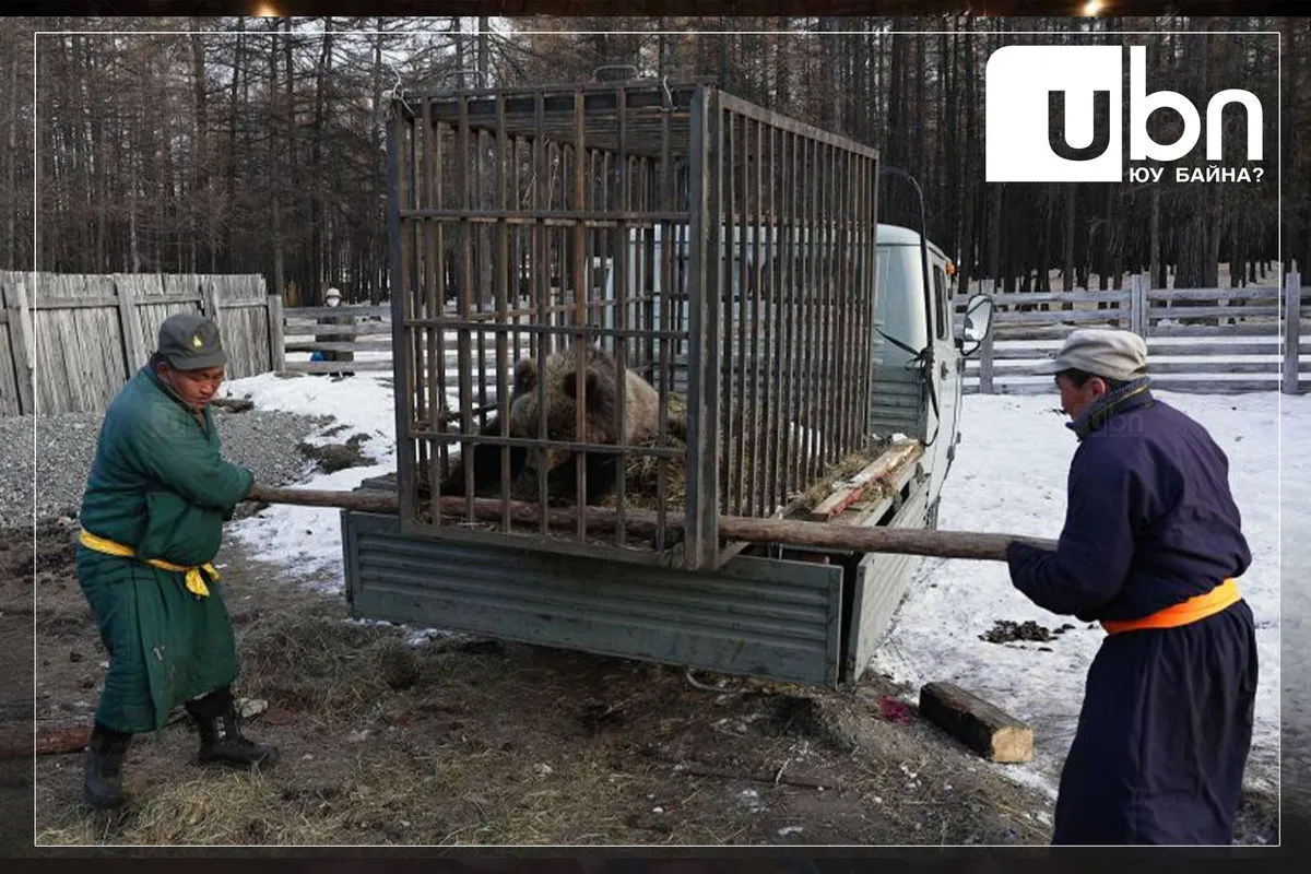 Улаан тайгын тусгай хамгаалалттай газарт 3 бамбарууш тэжээж байна
