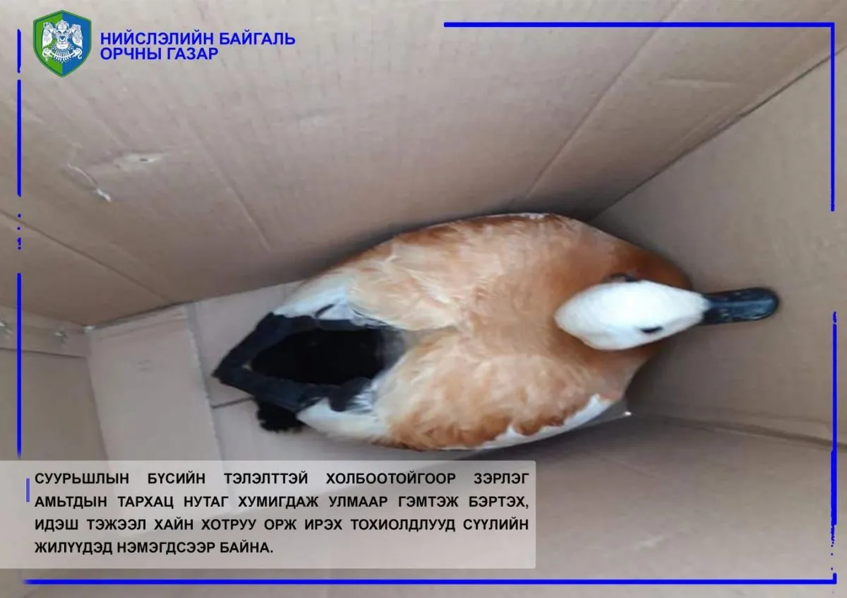 Нийслэлд орж ирсэн сарьсан багваахай, могой зэрэг амьтныг байгальд нь тавьжээ