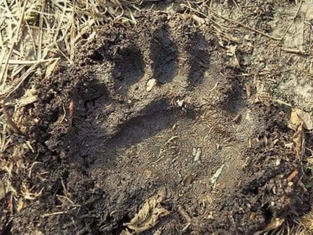 Нийслэлийн ногоон бүсийн Санзай ам орчимд баавгайн мөр илэрчээ