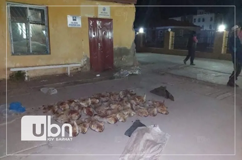 27 ширхэг нойтон тарвага тээвэрлэж явсан иргэдийг саатуулжээ