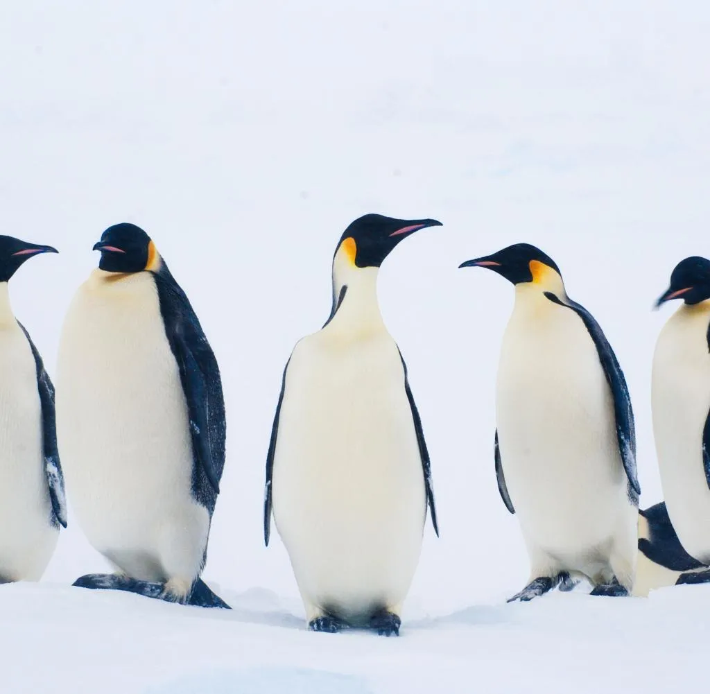 legacy:resources/images/photo_content/pinguin-4-2020-07-25-095545-60763608.jpeg