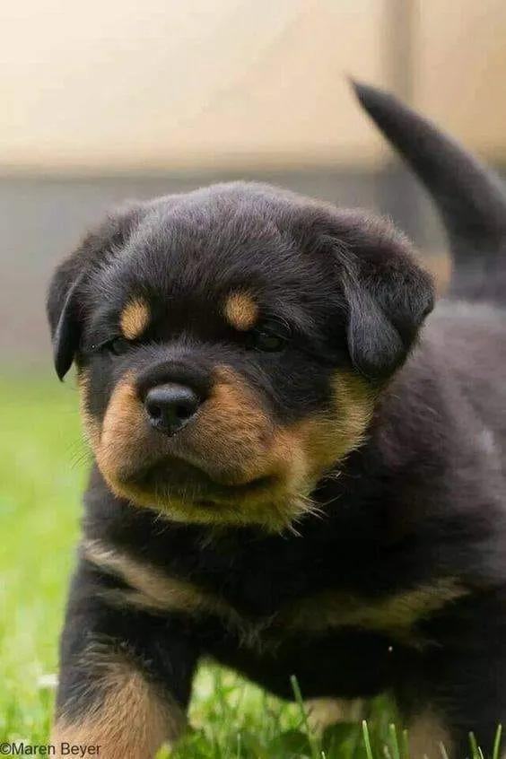 legacy:Амараа зураг/dog 7.jpg