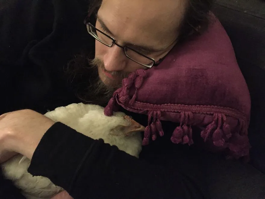 legacy:upload/images/ni/2020/06/12/Chicken-escapes-from-a-factory-farm-and-finds-love-and-happiness-at-her-new-home-5eddf58d59de4__880 (1)-174650-1924113054.jpeg