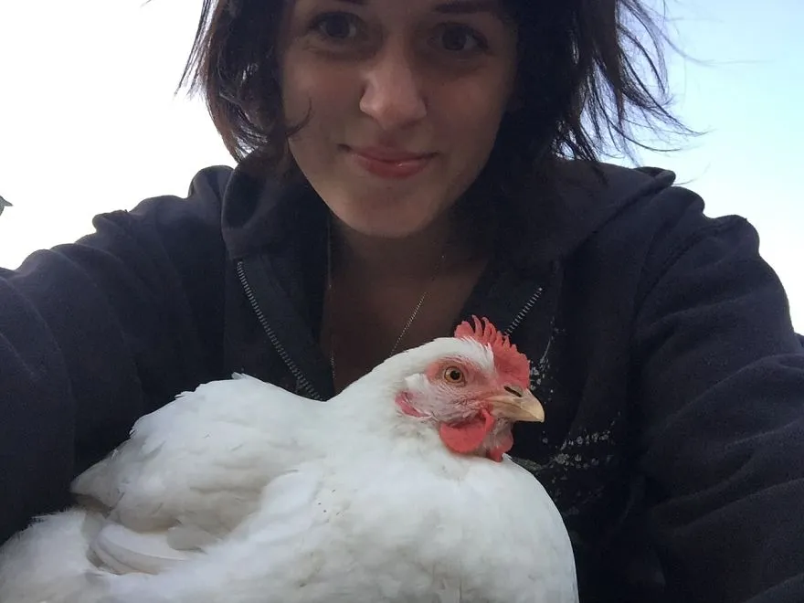 legacy:upload/images/ni/2020/06/12/Chicken-escapes-from-a-factory-farm-and-finds-love-and-happiness-at-her-new-home-5eddf8722ec9b__880-174927-176446711.jpeg