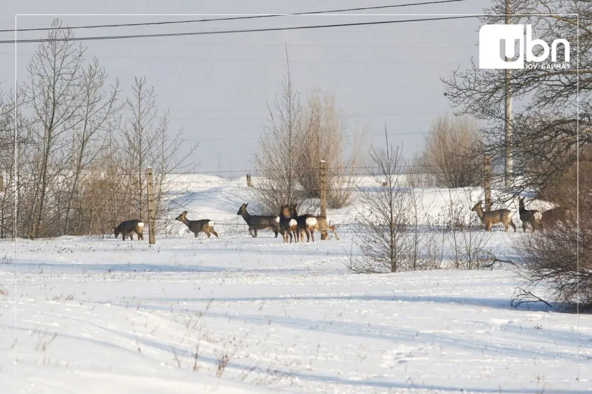 legacy:buga tsagaan zeer/65b3660f80ae7649f2a463bc copy.jpg