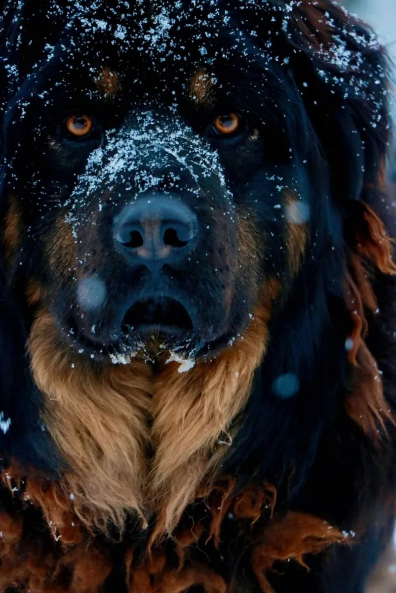 legacy:Амараа зураг/dog 4.jpg