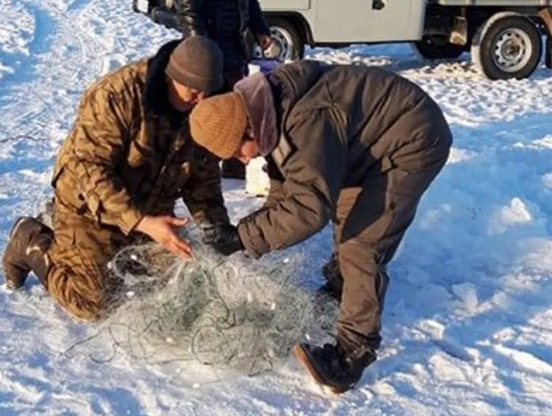 Найман зуу гаруй загасны тор хураан авч, устгажээ