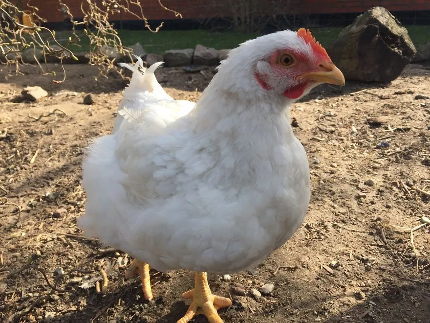 legacy:upload/images/ni/2020/06/12/Chicken-escapes-from-a-factory-farm-and-finds-love-and-happiness-at-her-new-home-5eddf6d4385f0__880-174457-51907790.jpeg