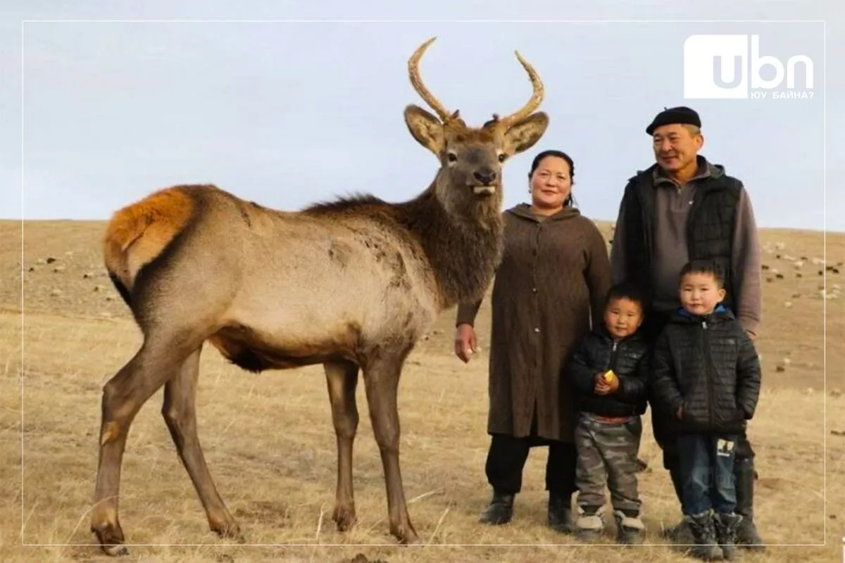 Борхүүг өнөөдөр Богдхан ууланд нь нутагшуулна