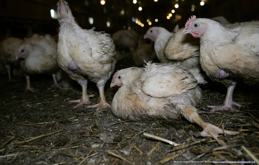 legacy:upload/images/ni/2020/06/12/Chicken-escapes-from-a-factory-farm-and-finds-love-and-happiness-at-her-new-home-5ede042cac960-png__880-174844-1599149455.jpeg