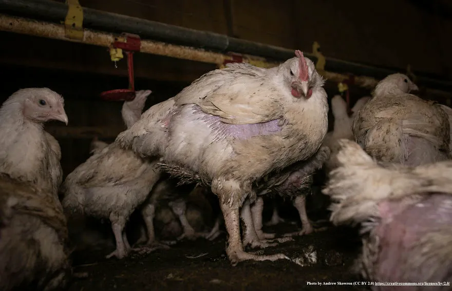 legacy:upload/images/ni/2020/06/12/Chicken-escapes-from-a-factory-farm-and-finds-love-and-happiness-at-her-new-home-5ede040999d59-png__880-174719-1707563613.jpeg
