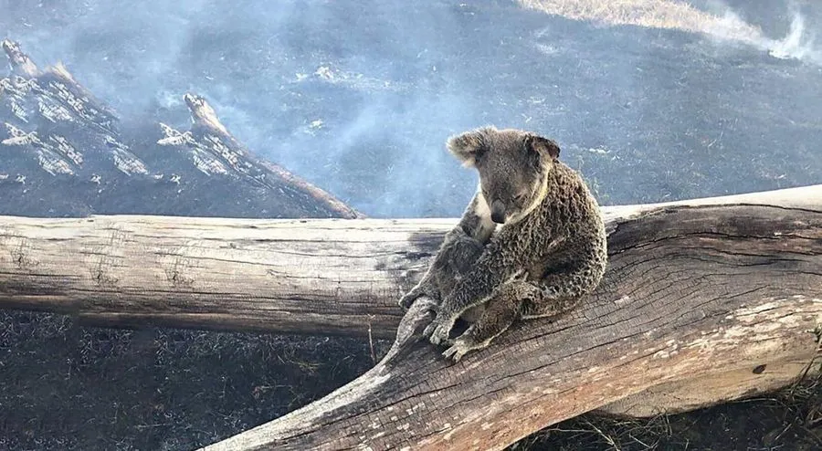 Коала баавгай ховордсон амьтдын тоонд орж болзошгүй байна