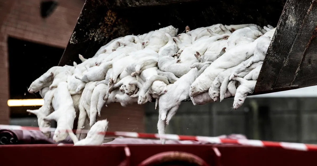 legacy:upload/images/ni/2020/11/06/denmark-mink-cull-covid-155813-1552534603.jpeg
