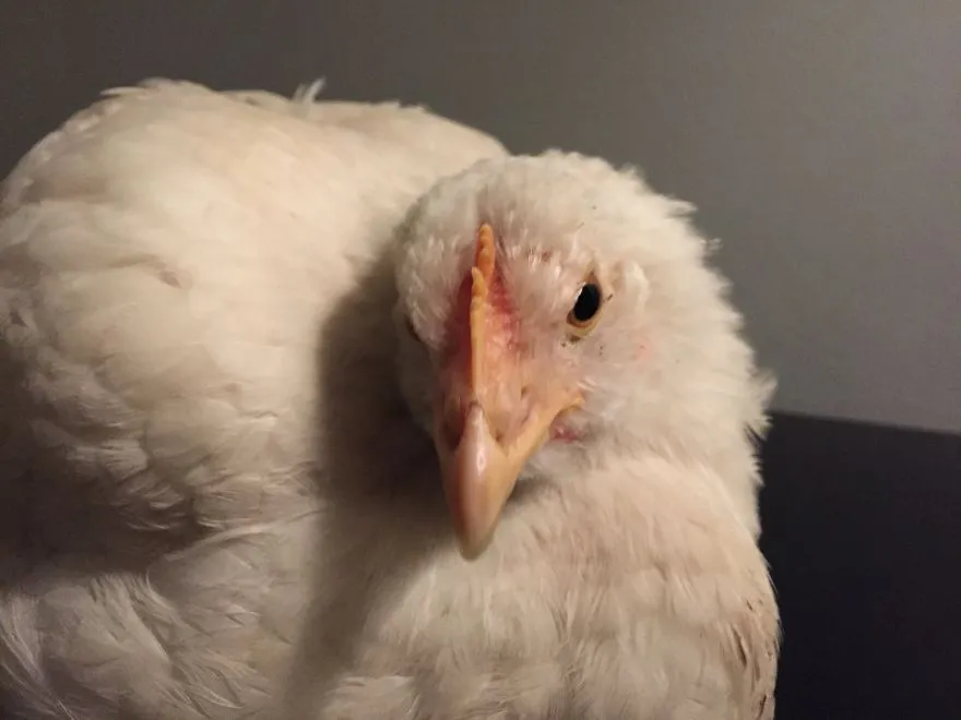 legacy:upload/images/ni/2020/06/12/Chicken-escapes-from-a-factory-farm-and-finds-love-and-happiness-at-her-new-home-5eddf50a71469__880-174040-889490467.jpeg