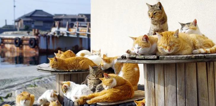 legacy:upload/images/ni/2020/07/28/cat-islands-japan-facts-152233-942099204.jpeg