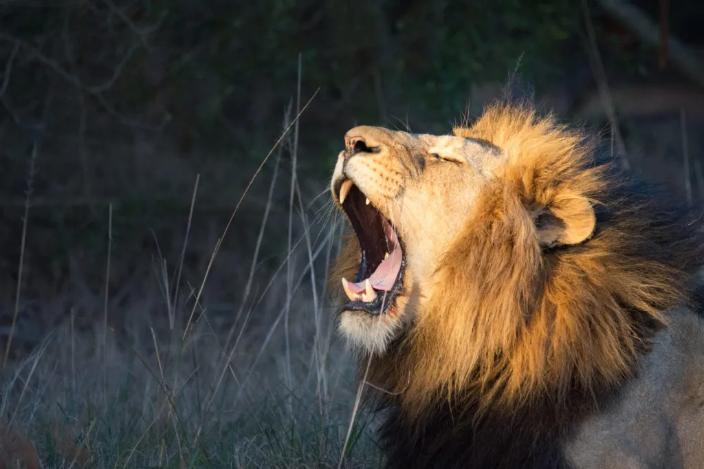legacy:resources/images/photo_content/yawning-lion-south-africa-1024x682-2020-07-25-095411-1732241114.jpeg